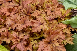 Heucherella 'Copper King' New 2025